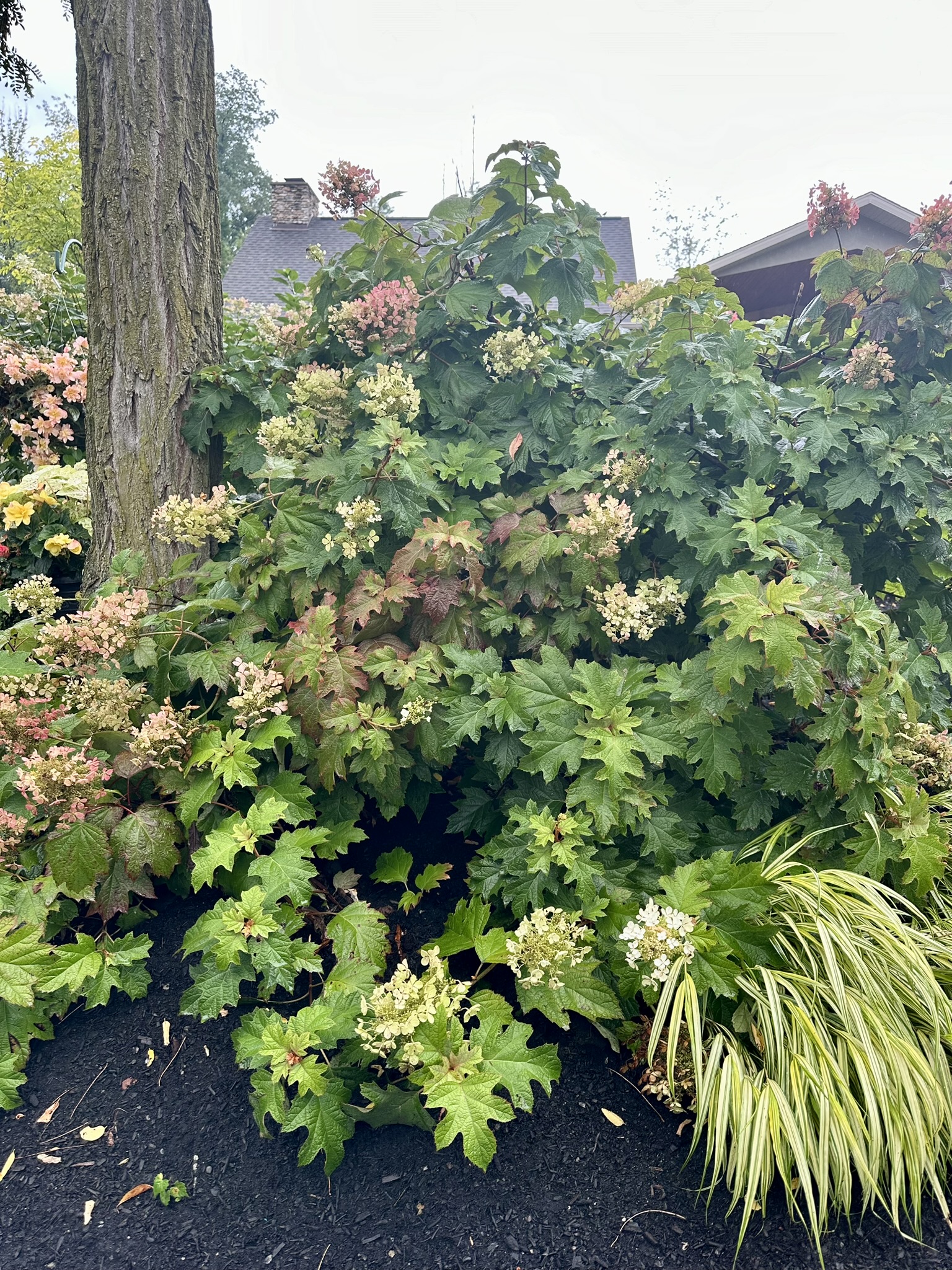 Weekly News, 07.23.24 | Bedner's Farm & Greenhouse